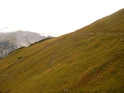 2013-09-08_6Falkenh-Steinfalk (304).JPG